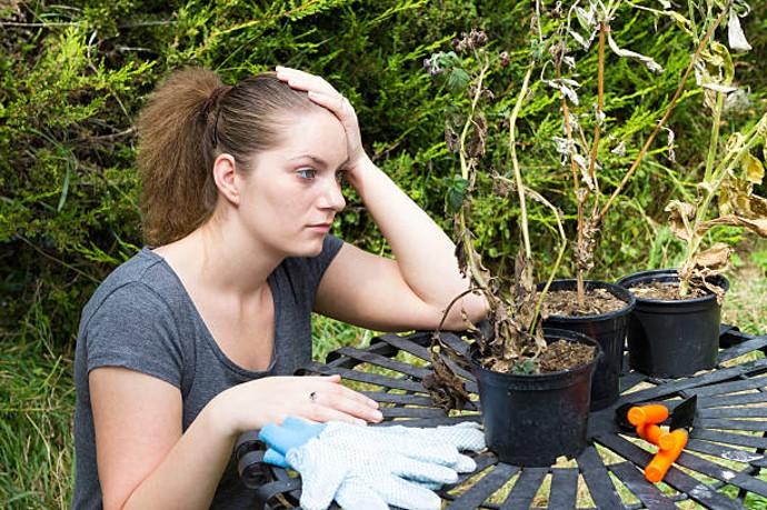 Woman in garden staring with frustration at her dead plants