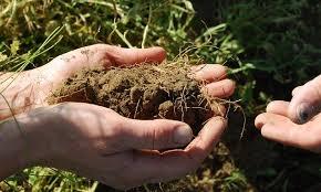 healthy soil