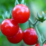 Tomato_Cherry_Large Red Cherry_pixabay.com-150