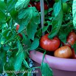 Tomato_Slicer_Super Bush_reneesgarden-150