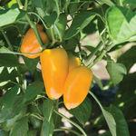 Pepper_Sweet_Lunchbox Yellow_Johnny's Selected Seeds, Johnnyseeds.com-150