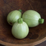 Summer Squash_Cue Ball_Johnny's Selected Seeds, Johnnyseeds.com-150