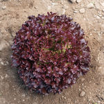 Lettuce_Brentwood_Johnny's Selected Seeds, Johnnyseeds.com-150