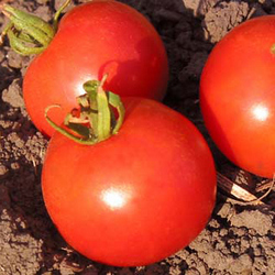 Tomato_Slicer_Bloody Butcher_tomatofest.com-250