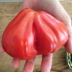 Tomato_Beefsteak_Italian Red Pear_Seeds from Italy, growitalian.com-250