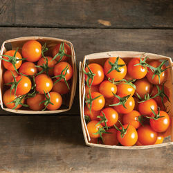 Tomato_Cherry_Sun Gold_Johnny's Selected Seeds, Johnnyseeds.com-250