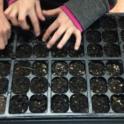 Starting Seeds Indoors is Frugal, Fun and Fascinating