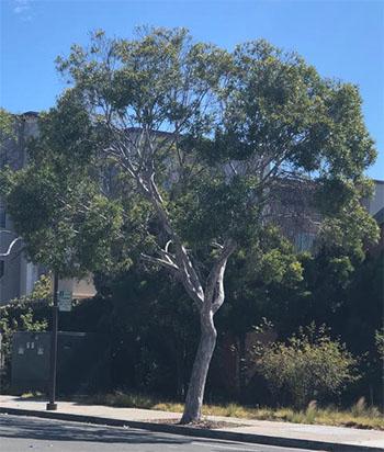 Eucalyptus-trimmed