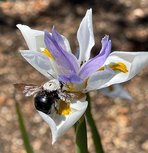 Photo by Marilyn Saarni. Well-dusted bumble bee on a Morea iris (Dietes iridioides) bloom.