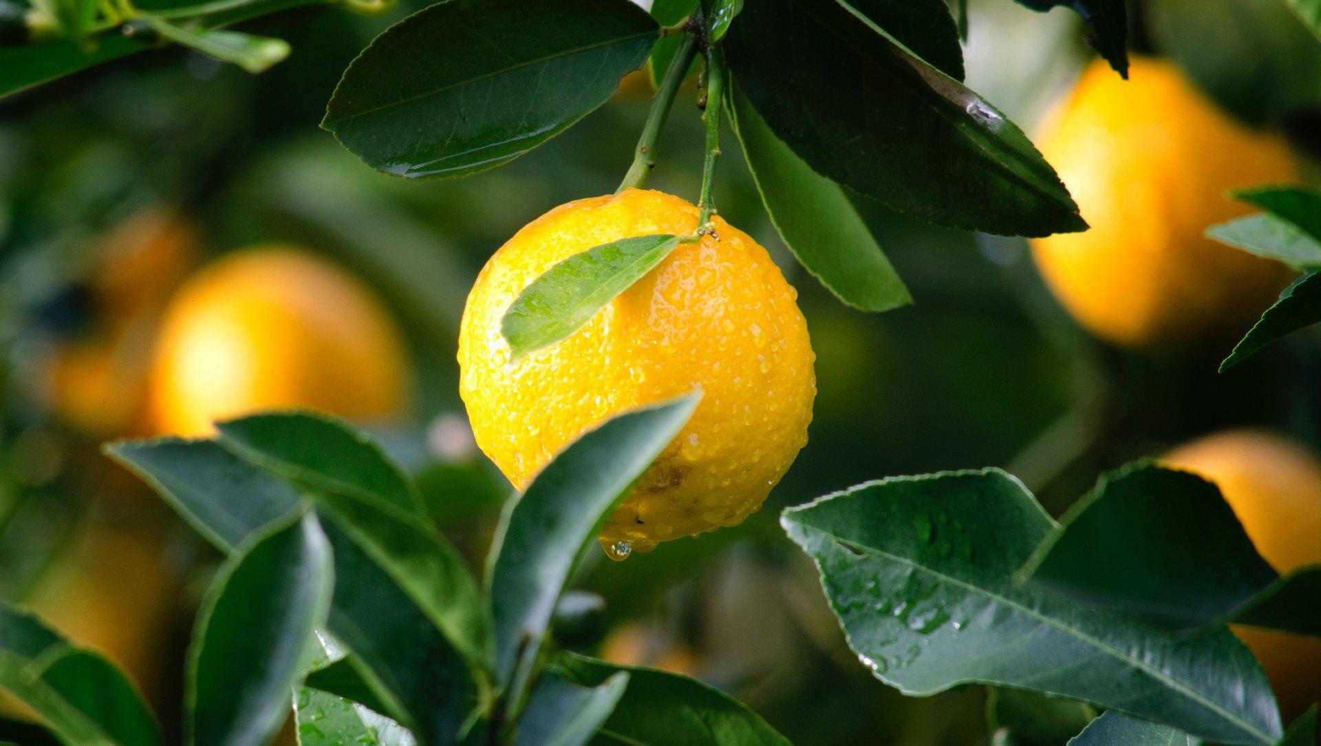 citrus webinar photo
