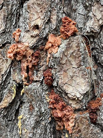 young infected and dying ponderosa pine tree