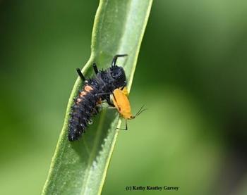Photo by Kathy Keatley Garvey. https://ucanr.edu/blogs/bugsquad//blogfiles/60503_original.jpg Lady beetle larva eating oleander aphid.