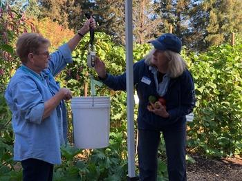 Rae Cecchettini and Jan Manns are demonstrating weighing the harvest from the Family Bed at Our Garden. Photo by Lori Palmquist.