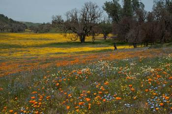 California native wildflowers on Highway 58 en route to Carrizo Plain, April 2019. Photo by Robin Mitchell.
