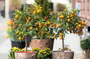 Citruses in Patio Pots. Courtesy Shutterstock.