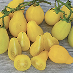 Tomato_Cherry_Beam's Yellow Pear_Seed Savers Exchange_sm96