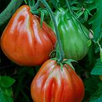 Tomato_Beefsteak_Italian Red Pear_UCMG of CCC_sm96
