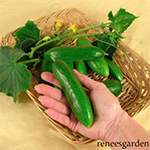 Cucumber_Persian, Green Fingers_reneesgarden.com_sm96