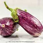 Eggplant_Listada De Gandia_Baker Creek Heirloom Seeds rareseeds.com150