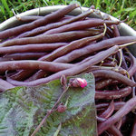 Beans_Bush_Royalty Purple_Seed Savers Exchange150