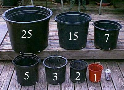 Depending on the variety, tomatoes require anywhere from five to 15 gallons of soil to thrive