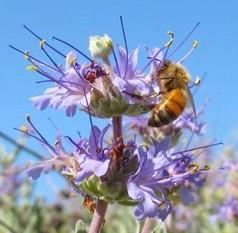 A bee enjoys the pollinator garden at the WCG in El Cerrito. Photo by Liv Imset