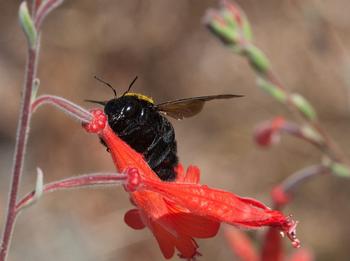 A carpenter bee robs nectar from a California fuchsia, piercing the blossom at the base and drinking the nectar. Photo by JKehoe_Photos.