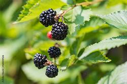 Blackberries. Courtesy of AdobeStock.