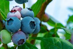 Blueberries. Courtesy of AdobeStock.