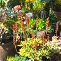 Small Spaces Gardening: Growing Succulents in Containers