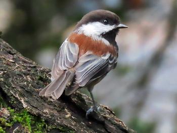 Chestnut-backed Chickadee. Photo by Richard Griffin (CC BY-SA 2.0).