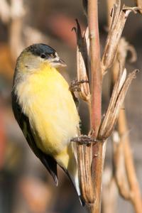 Lesser goldfinch eating seed of Hooker’s evening primrose (Oenothera elata ssp. hookeri). Photo by Howdy Goudey.