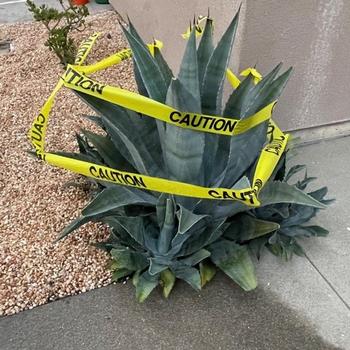Agave americana, aka “Century Plant,” has lethal thorns and a caustic sap.