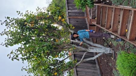 Chris Tanaka poses by her beloved Shinseki Asian Pear tree. Photo by Adam Tanaka.