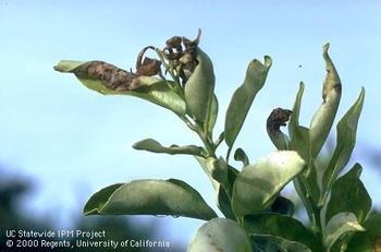 Frost Damaged Citrus Leaves. Photo Courtesy of UC IPM.