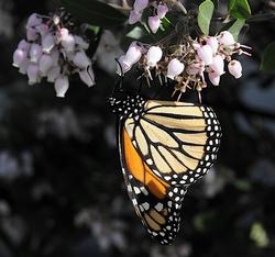 Monarch butterfly nectaring on a winter-blooming manzanita, El Cerrito.  Photo by TJ Gehling (CC BY-NC-ND 2.0)