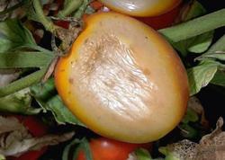 Tomato-SunscaldDamage-UCANR.jpg