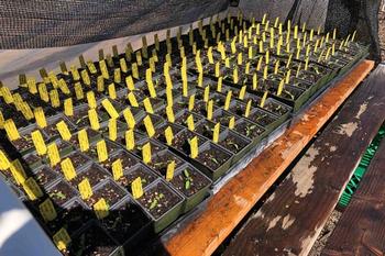 2024 GTPS seedlings lined up and ready to be watered. Photo by Fred Teensma.