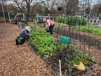 CoCoMGs Betty Yee and Suzanne Miller work in the Family Garden Bed at Our Garden. Photo by Jan Manns.