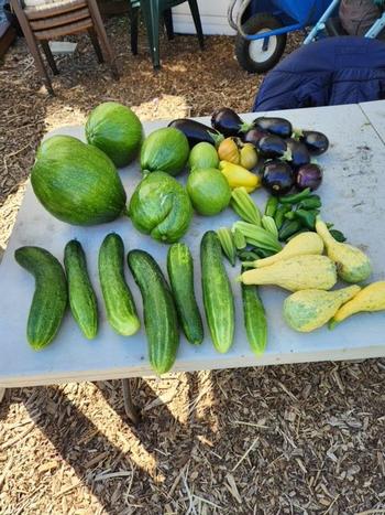 Squash Harvest from the Family Garden Bed at Our Garden. Photo by Suzanne Miller.
