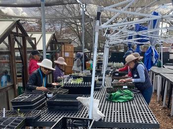 UC Master Gardeners seeding plants at Our Garden for the Great Tomato Plant Sale. Photo by Greg Letts.