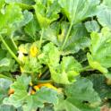 Growing Cucumbers and Squash in Containers for Small Spaces Gardening