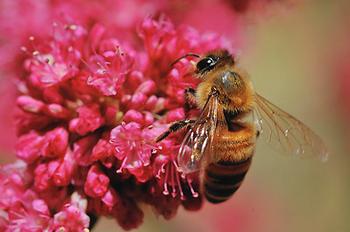 Honey bee On Buckwheat. Photo courtesy of TJ Gehling.
