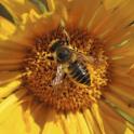 Our Veggies need our Pollinators