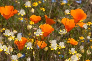 Escholiza californica (California poppies), Platystemon californicus (creamcups), Nemophila menziesii (baby blue eyes)—spring ephemeral annuals.
