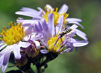 Hover fly on California Aster. Photo courtesy of TJ Gehling. CC BY-NC-ND 2.0