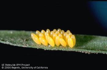 Lady Beetle Eggs. UC Statewide IPM Project. Copyright 2000 Regents, University of California