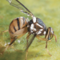 Invasive Oriental Fruit Fly Quarantine in Our Area