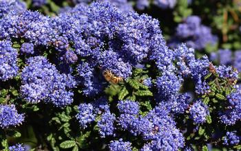 California lilac (Ceanothus). Photo by Howdy Goudey. CC BY-NC-ND 2.0