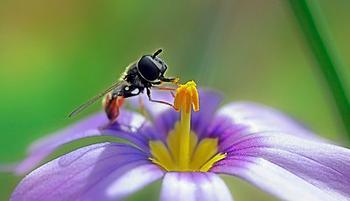 Hoverfly (syrphid fly) on California native blue-eyed grass, Ohlone Greenway, El Cerrito, CA. Photo by TJ Gehling. CC BY-NC-ND 2.0